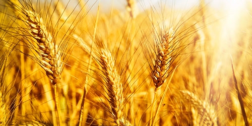 На цену пшеницы давит рекордный урожай в Аргентине