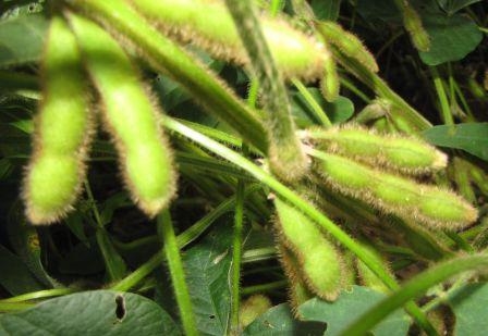 Prices for soybean strengthened