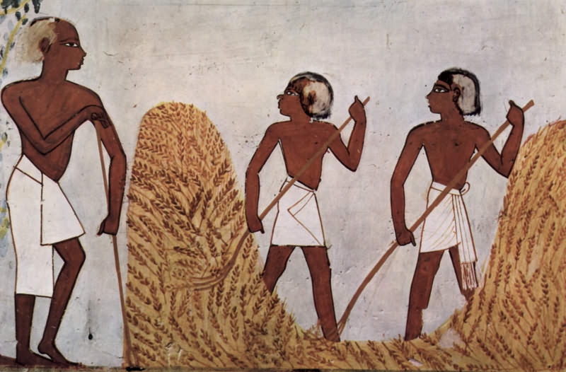 Закупівельна ціна на пшеницю на тендері в Єгипті знову виросла на 8,3 $/т 