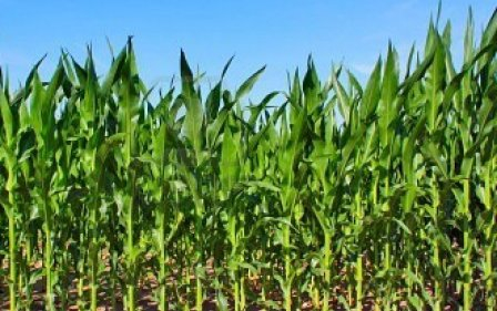 The reduction of the yield of corn in Brazil supported prices