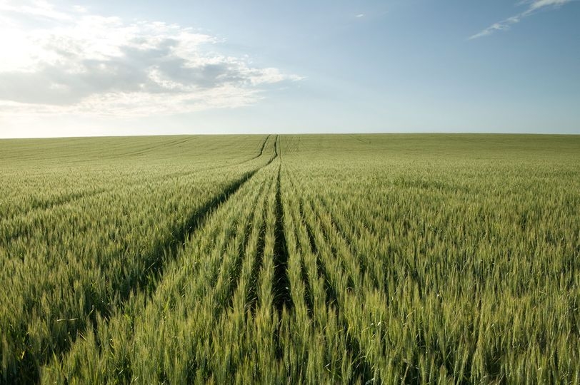 Агентство Agritel снизило прогноз урожая пшеницы в Румынии до уровня ниже прошлогоднего