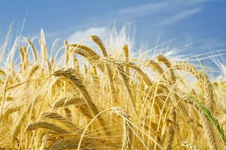 The new crop is putting pressure on wheat prices
