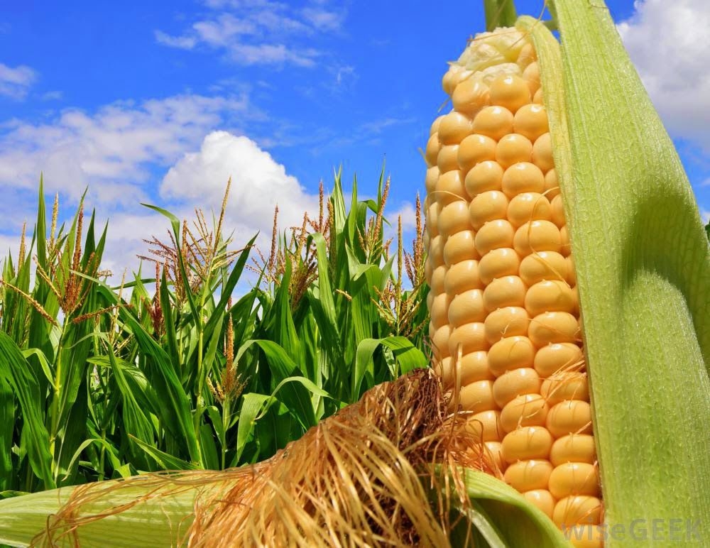 Corn prices are falling amid China&#39;s plans to buy Brazilian grain