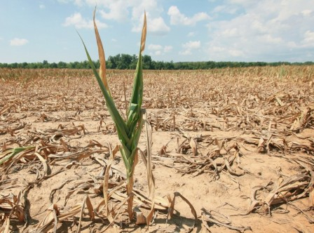 Hot weather adversely affects crop