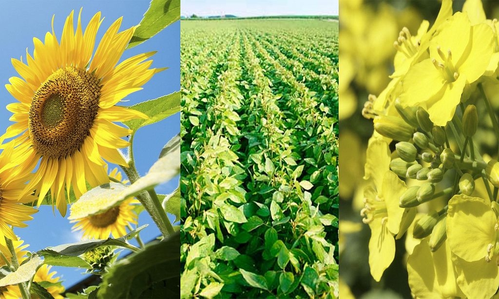 Purchase prices for sunflowers have collapsed in Ukraine