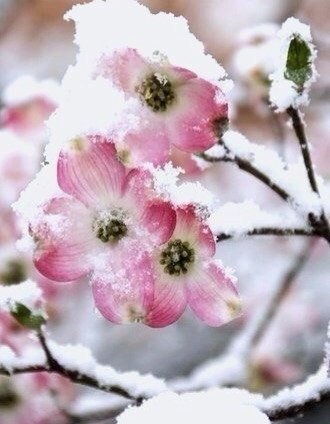 The cold will slow down the progress of the sowing campaign and will result in the loss of 30% of the harvest of fruit