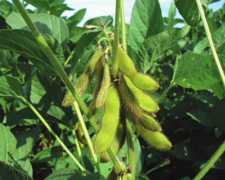Prices for soy fall as better weather in South America 