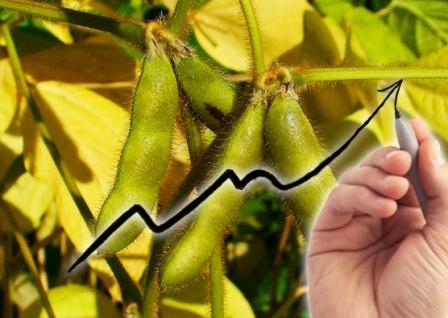 USDA raised its forecast of soybean production in the season 2016/17 MG