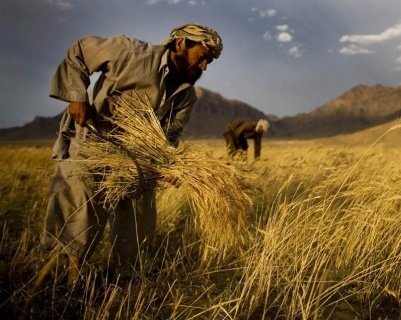 Индия в 2020 году соберет рекордный урожай пшеницы