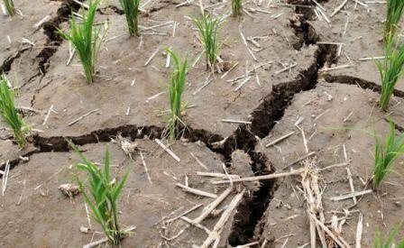 Drought in Ukraine harms the crops of rape and may lower the yield of maize