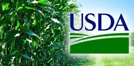 USDA переглянуло прогноз виробництва та експорту кукурудзи