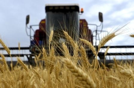 Wheat: the best time to sell