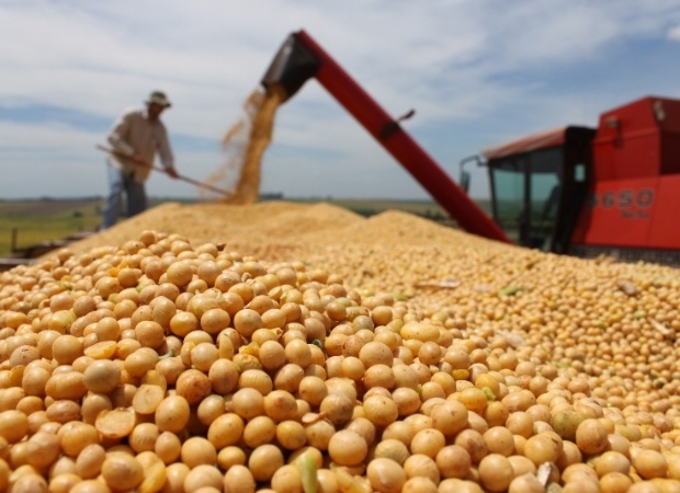 The soybean crop in Ukraine is at the level of 2015
