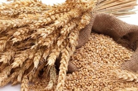 На пшеничных биржах США продолжается падение