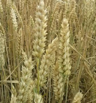 The price of wheat has fallen off the bearish USDA report