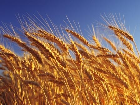 Wheat in the US is expensive, but the EU and Ukraine is cheaper