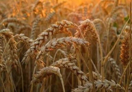 The increased supply puts pressure on wheat markets