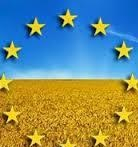 Зменшено прогноз врожайності зернових та ріпаку для ЄС