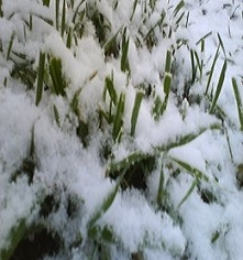 The rains with snow to improve the condition of winter crops