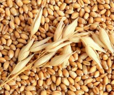 Export prospects of Ukrainian barley in 2017/18 MG