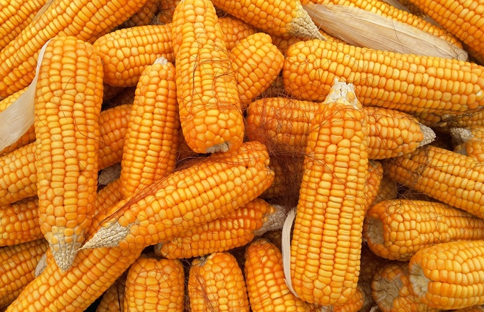 Ціни на кукурудзу опускаються під тиском скорочення попиту 