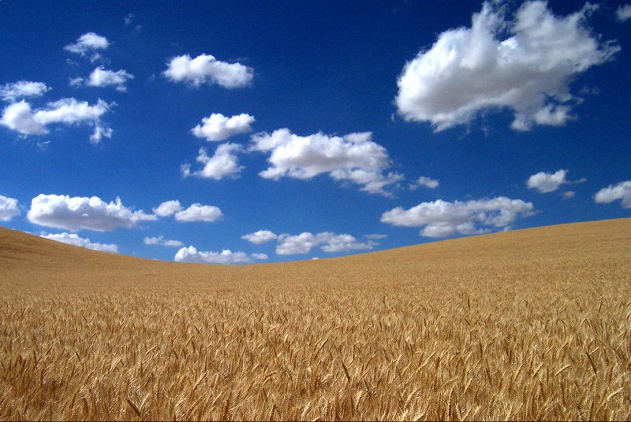 ASAP Agri оприлюднив підсумки свого кроп-туру по пшениці