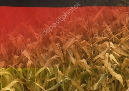 Врожай зернових в Німеччині у 2018/19 МР скоротиться на 20%