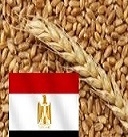 Закупочная цена на пшеницу на тендере в Египте выросла почти на 10 $/т