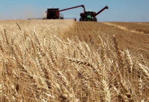 Котировки пшеницы на биржах снова выросли на фоне погоды