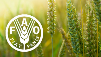 Индекс цен на зерно и растительные масла ФАО ООН впервые за год начал снижаться