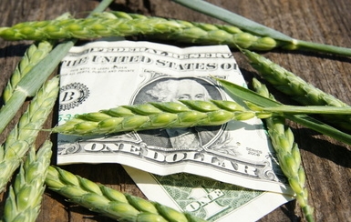 Американська пшениця розпочала тиждень з обвалу цін