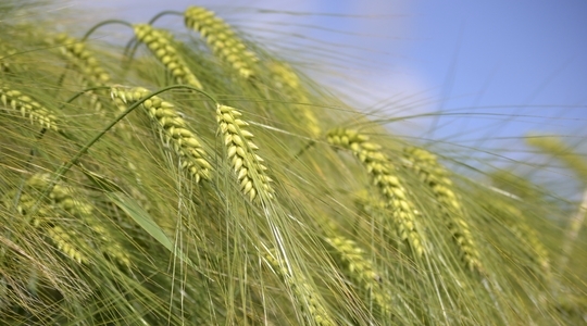 In Ukraine, barley prices have become higher than corn prices