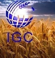 IGC збільшив прогноз виробництва пшениці у 2019/20 МР