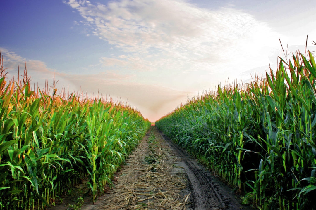After speculative growth, corn prices decline