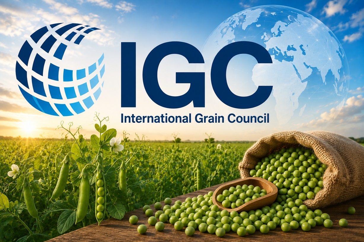 Эксперты IGC прогнозируют снижение мирового производства гороха на 14%, однако в Украине цены остаются на низком уровне