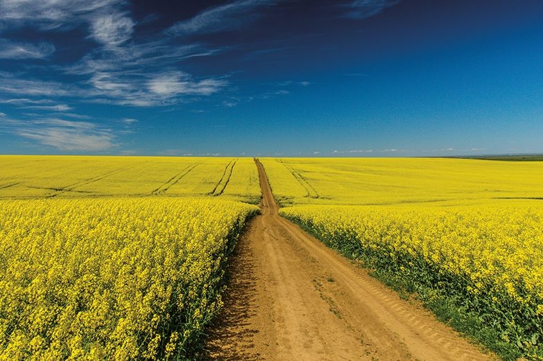 Канада завершує посівну кампанію каноли, але ціни зростають на тлі нестачі опадів