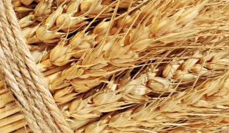 Frost in the United States support price for wheat