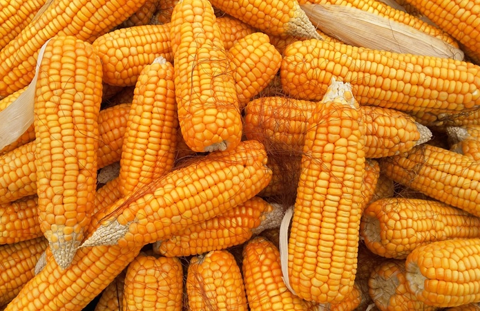 Ціни пропозицій української кукурудзи на 5-10 $/т вищі, ніж готові платити турецькі покупці