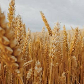 The prospects for the new crop put pressure on wheat prices