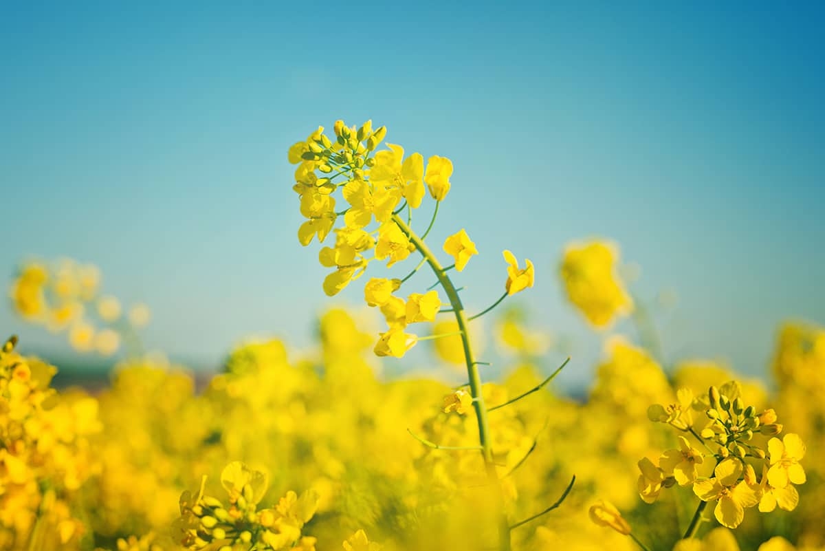 Ціни на ріпак в Україні зростають на тлі посилення конкуренції між переробниками та експортерами і зниження врожаю на 20%