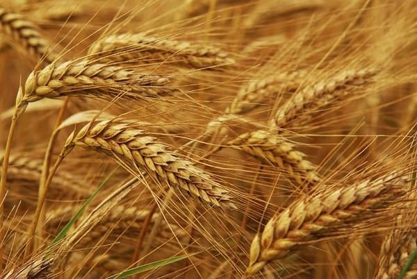 Передчуття провального експорту обвалило ціну французької пшениці