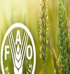 Indices FAO food price are rising for the fourth month in a row