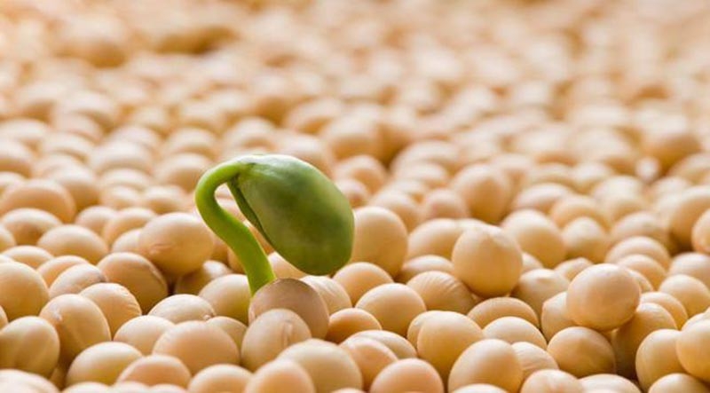 Quotes for soybeans and soybean oil increased by 5%, after falling the previous day