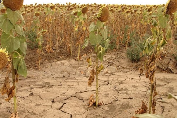 Посуха загрожує половині посівів російського соняшника