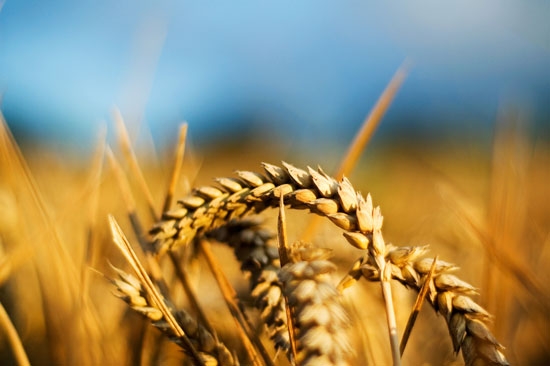 Пшеничні котирування зростають на тлі погодних новин