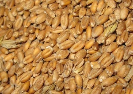 Сильные морозы разогревают пшеничные рынки