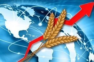 Спостерігається зростання ціни української пшениці на базисах FOB та СРТ порт
