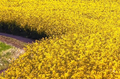 Rapeseed prices in Ukraine rise due to exchange support, but increased imports of Canadian canola threaten demand