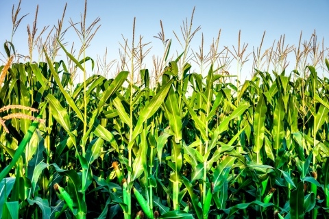 The corn futures fall before release of the updated USDA balance sheets