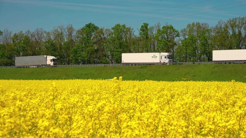 В Україні посилюється конкуренція за ріпак між експортерами та переробниками